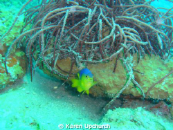 While diving in Gulf of Mexico this little critter was wa... by Karen Upchurch 